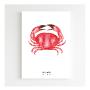 Affiche A4 Crabe Rouge